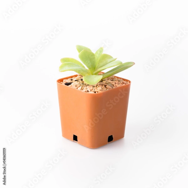 Obraz Cactus Isolate on white background