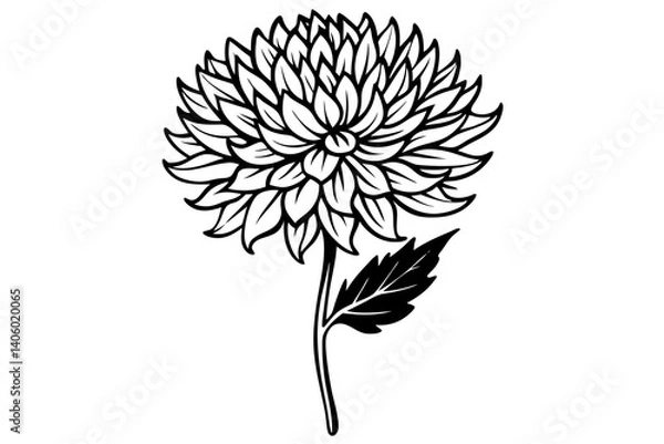 Fototapeta Chrysanthemum Botanical Line Art