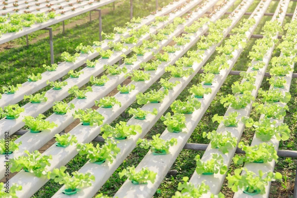 Obraz Hydroponics green vegetable farm