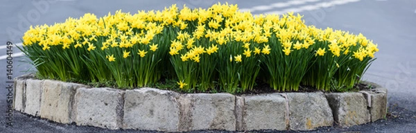 Fototapeta Spring flowers