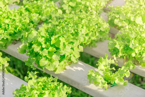 Obraz Hydroponic vegetables growing.