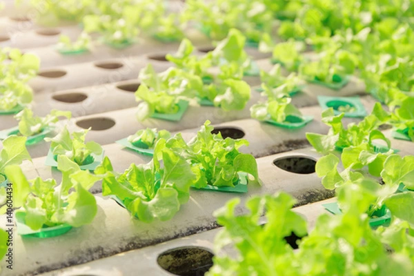 Obraz Hydroponic vegetables growing.