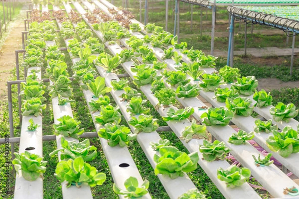 Obraz Hydroponics green vegetable farm