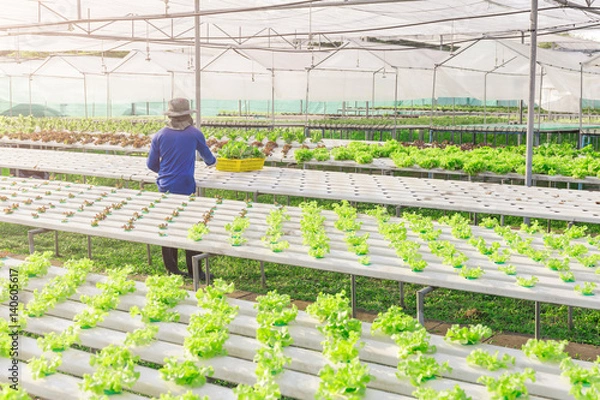 Obraz Hydroponics green vegetable farm