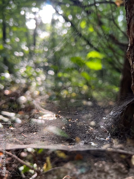 Fototapeta A beautiful sunlit forest path adorned with fascinating spider webs in the undergrowth