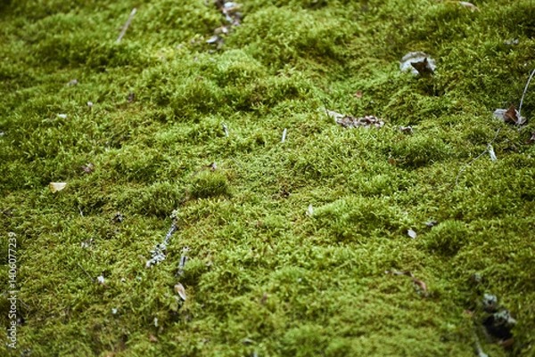 Fototapeta Close-up of green fluffy moss growing on a slope in the forest. The slope is completely covered with green moss