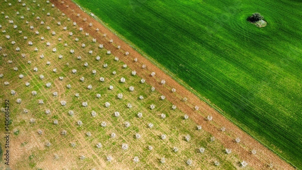 Obraz aerial view of a plantation of almond trees in bloom and a green cereal crop, with a diagonal compition, drone view
