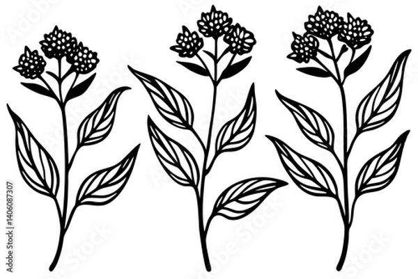 Obraz Milkweed Simple Botanical Vector