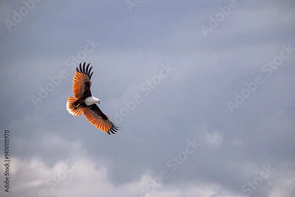 Fototapeta White bellied sea eagle, Icthyophaga leucogaster, coastal bird of prey, isolated in flight against cloudy sky, Australian native
