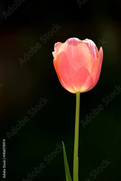 Obraz elegant tulips backlit at garden in spring