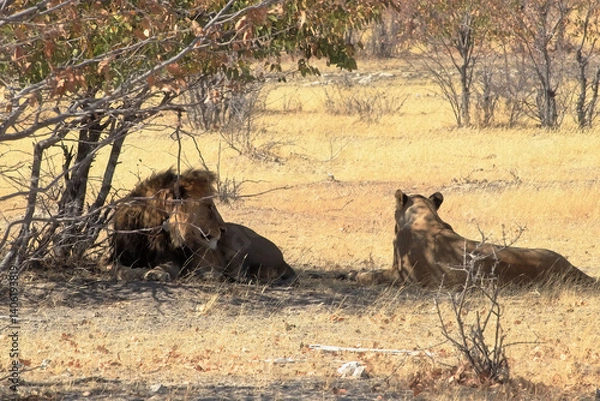 Obraz Under the Dry Season’s Shade