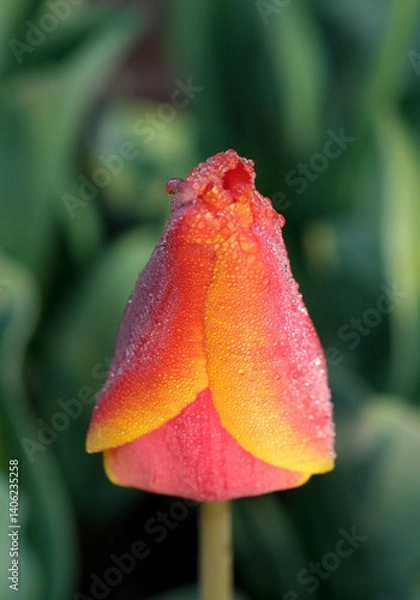 Obraz 水滴の付いたチューリップ