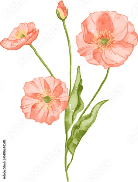 Obraz Watercolor Delicate Poppies, isolated vector illustration  on transparent background suited for invitation or greeting card, wedding, and other project.