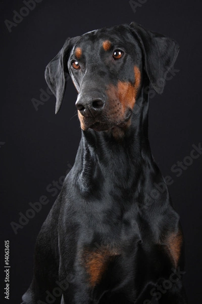 Obraz Dobermann