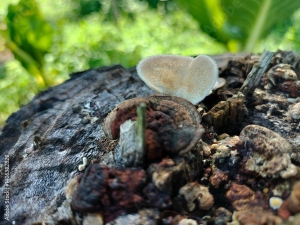 Obraz Natural and leafs