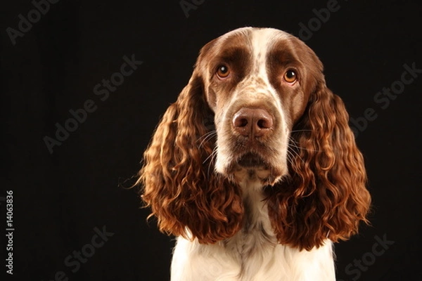 Obraz English Springer Spaniel