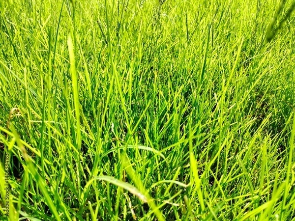 Fototapeta Natural and leafs