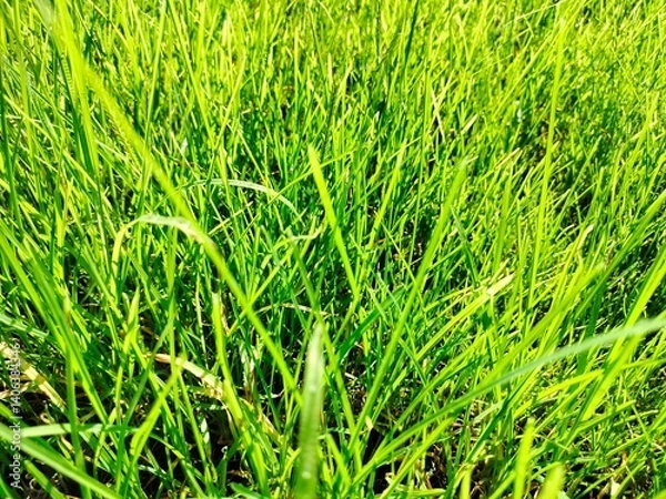 Obraz Natural and leafs