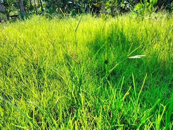 Obraz Natural and leafs