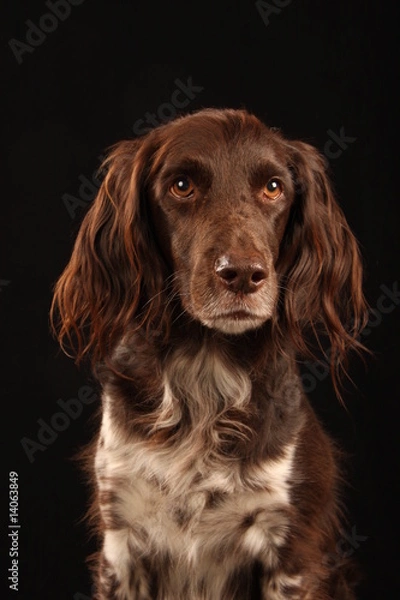 Obraz Kleiner Münsterländer