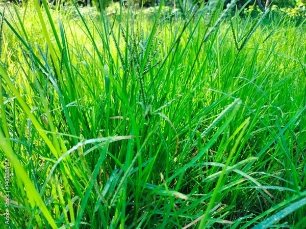 Obraz Natural and leafs