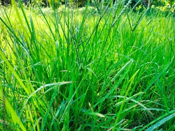 Obraz Natural and leafs