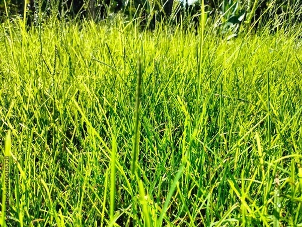 Obraz Natural and leafs