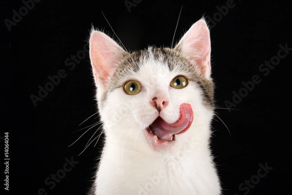 Fototapeta Stubentiger