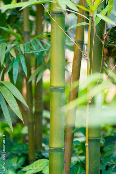 Obraz the bamboo forest