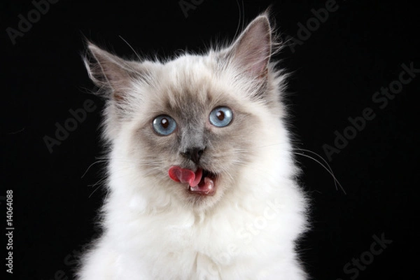 Obraz hungrige Katze