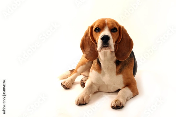 Obraz Beagle