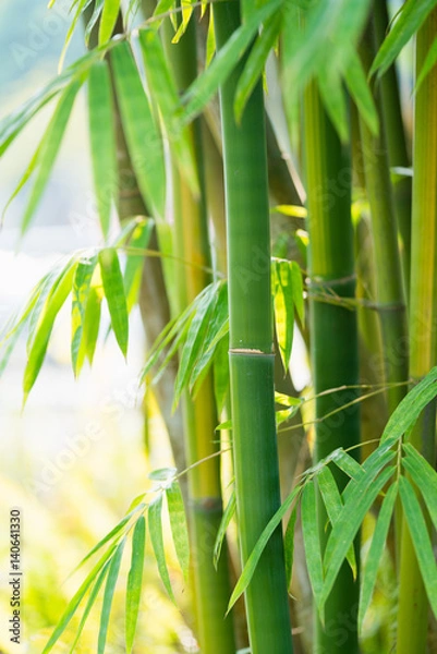 Obraz the bamboo forest