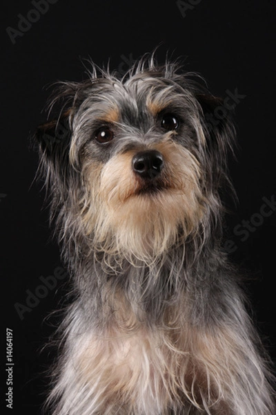 Fototapeta Hund Struppi