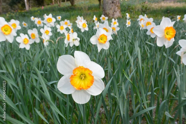 Fototapeta 色鮮やかなクチベニズイセン