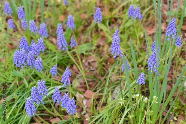 Fototapeta かわいい紫色のブドウムスカリ