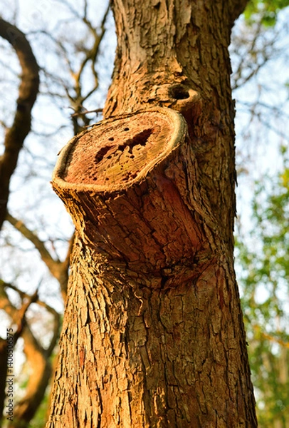 Fototapeta baum mit abgesägtem dickem ast 