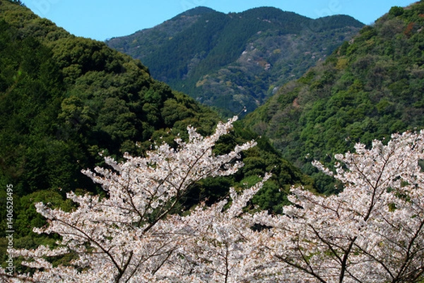 Fototapeta 日本の低山に自生する山桜