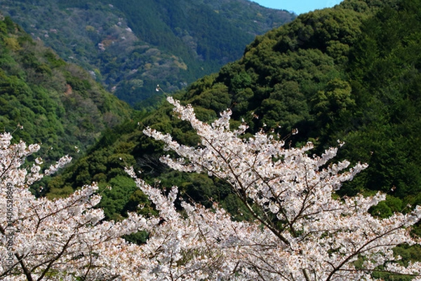 Fototapeta 日本の低山に自生する山桜