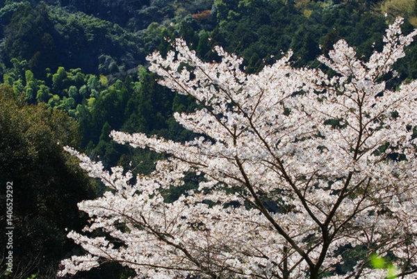 Fototapeta 日本の低山に自生する山桜