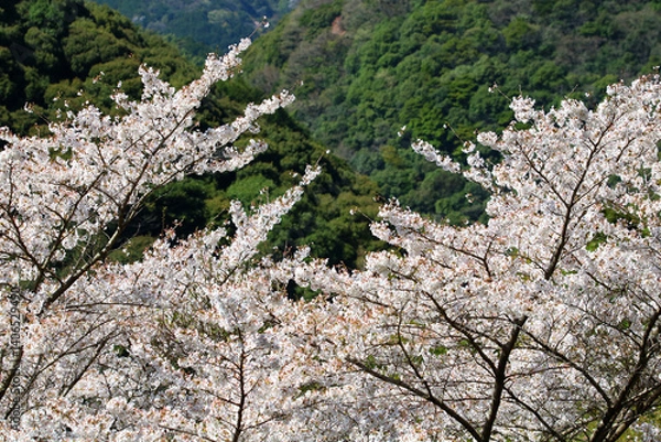 Fototapeta 日本の低山に自生する山桜