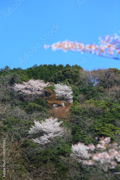 Fototapeta 日本の低山に自生する山桜