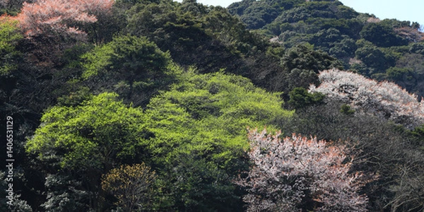 Fototapeta 日本の低山に自生する山桜