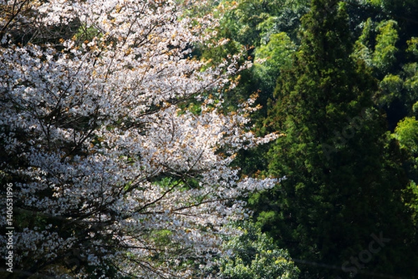 Fototapeta 日本の低山に自生する山桜