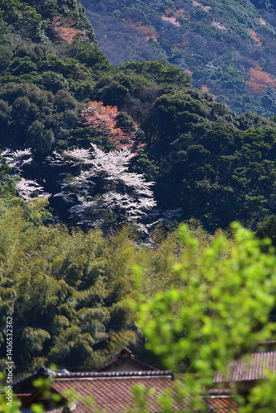 Fototapeta 日本の低山に自生する山桜