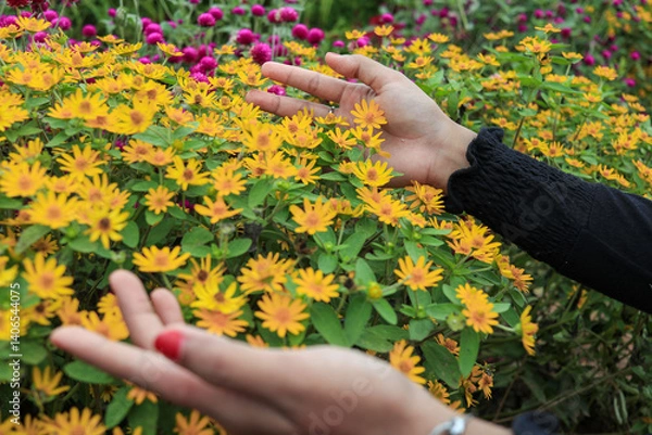 Obraz Close-up view of two hands reaching into a dense cluster of bright yellow flowers.