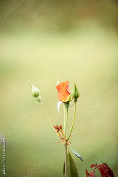 Obraz Rose flower in garden