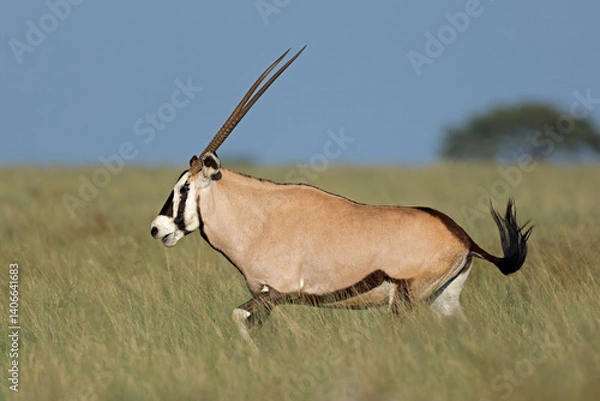 Obraz A gemsbok antelope (Oryx gazella) running in open grassland, Mokala National Park, South Africa.