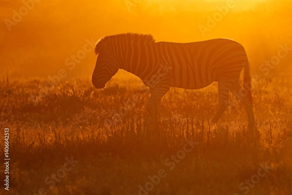 Obraz A plains zebra (Equus burchelli) in dust at sunrise, Etosha National Park, Namibia.