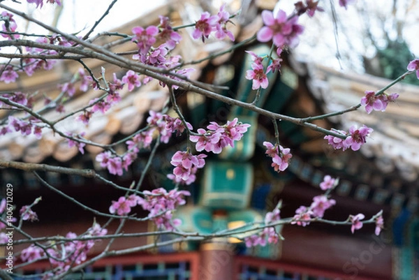 Obraz Sakura blossoms against the backdrop of the Chinese national building