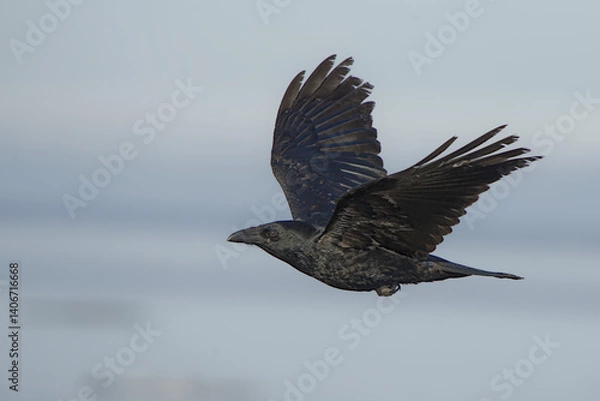 Fototapeta A Common Raven (Corvus corax) flies along an Alaskan beach during the winter time.